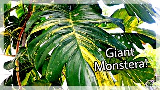 GIGANTIC MONSTERA! | Plant Vlog