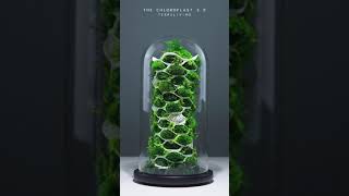 The Chloroplast 3 0 - an Organic Botanical Sculpture by TerraLiving