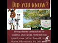 Moringa Benefits