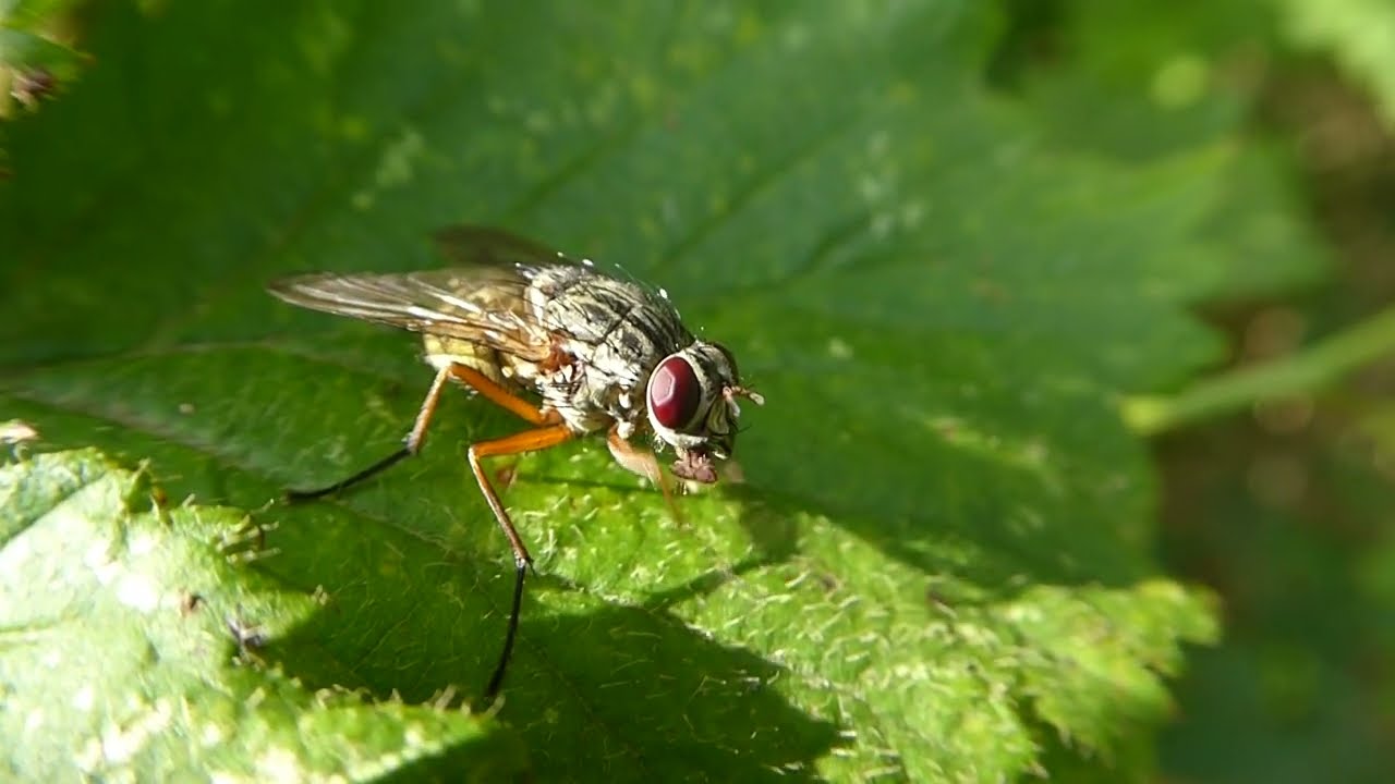 Phaonia valida, De Cocksdorp, Texel, NH, the Netherlands, 30 Sept 2023 (2/3)