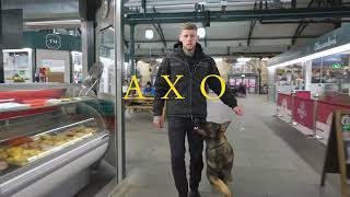 Axo the German Shepherd  Family protection Dog