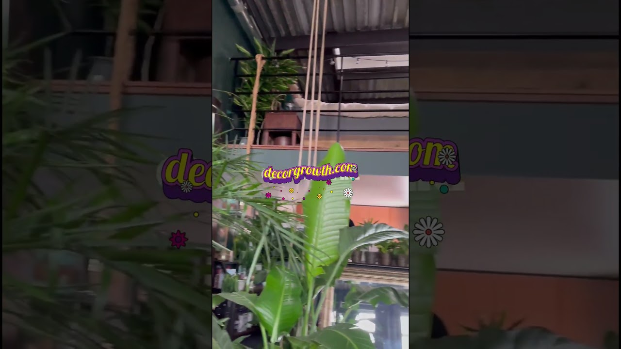 I love the vibe of indoor plants 🌵 