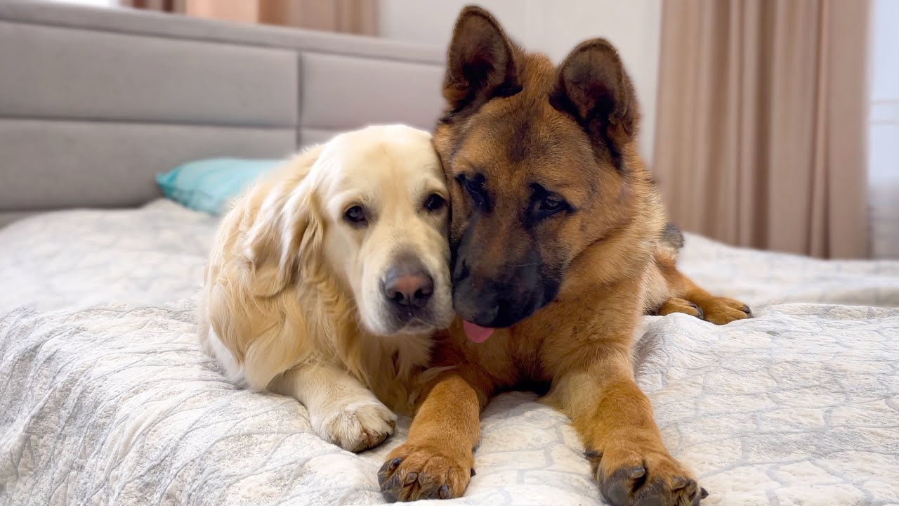 How the Golden Retriever and the German Shepherd Became Best ...