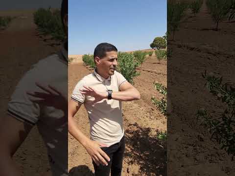 شاهد مزارع اللوز في الغرب الجزائري هل مشروع اللوز في الجزائر مشروع مربح و ما هي متطلباته