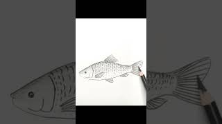 Today Now Let's draw A Rohu Fish 👍👍👍👍#shorts #viral #youtubeshorts