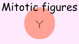 What Are Mitotic Figures Mitoses? - Pathology Mini Tutorials