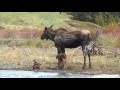 Cow Moose and Two Calves