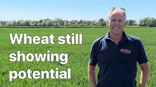 Farm update 432 Crop round up, Blackgrass appears, Beans germinated, Farmfest, National Grid advice