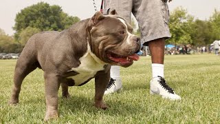 American Bully Growth Stages: Understanding Size and Development by The Last American Bully 258 views 1 month ago 4 minutes, 3 seconds