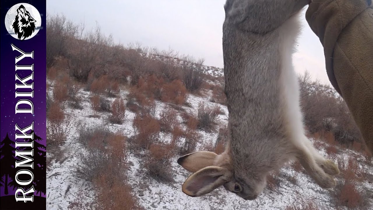 Закрытие сезона охоты. Трудовой заяц.