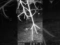 CRAZY what can happen in 20 seconds. Never seen a coyote run or I guess hop like that? #trailcam