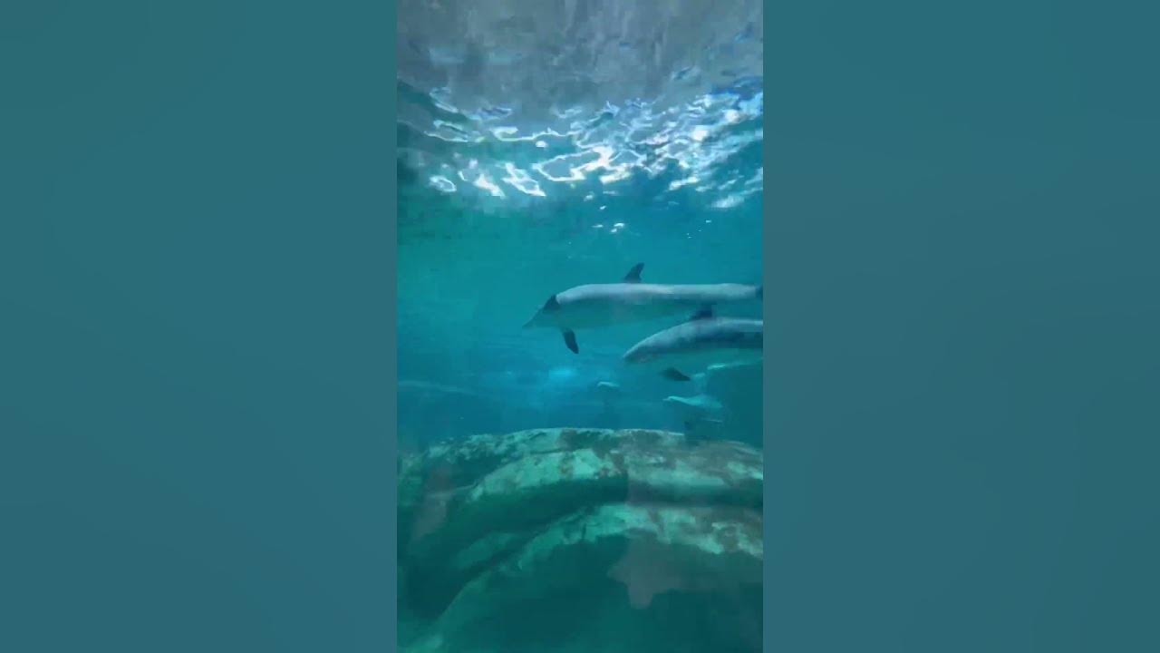 Самый большой океанариум в Абу Даби. Sea World Abu Dhabi. #shortsvideo ...