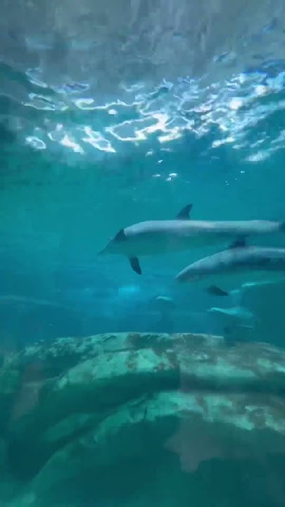 Самый большой океанариум в Абу Даби. Sea World Abu Dhabi. #shortsvideo ...