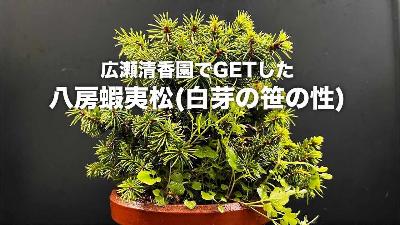 廣瀬清香園でGETした蝦夷松 #盆栽 #bonsai - YouTube