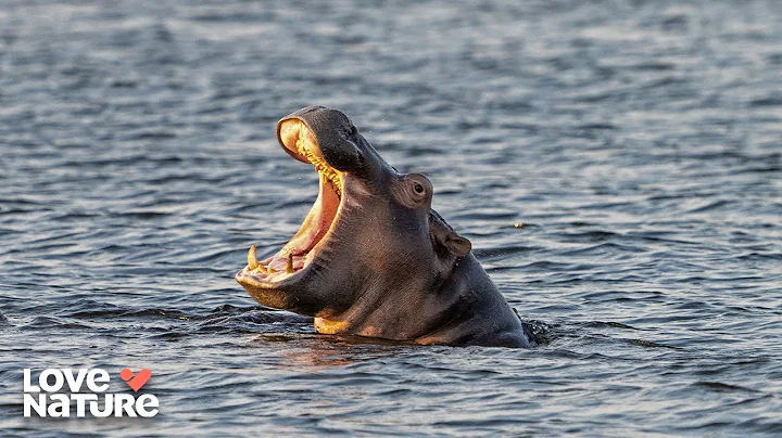 Africa's Deadliest: Steve vs. The Hippos | Croc Watch With Steve Backshall 103