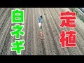 5/12  白ネギ定植溝上げとひっぱりくんで定植#371