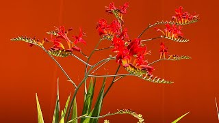 Von Blüte zu Blüte