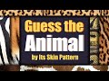 Animal Skin Pattern Quiz