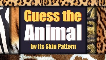 Guess the Animal by Its Skin Pattern | Can You Match the Animal to Its Skin? | Fun Quiz for Kids