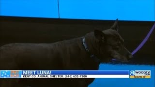 KCAS Pets of the Week: Buttercup and Luna