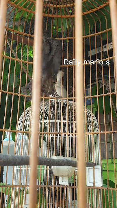 Harga burung koak kaok dibekasi
