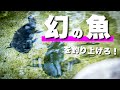 イトウが釣りたいんや!【エリアトラウト/高島の泉】