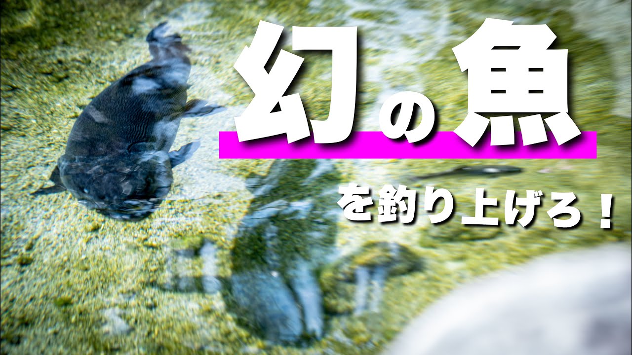 イトウが釣りたいんや!【エリアトラウト/高島の泉】