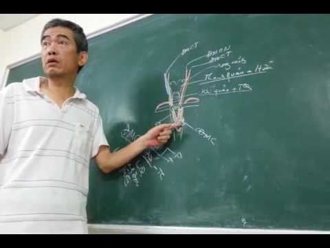 Video BÀI GIẢNG GIẢI PHẪU TRƯỜNG ĐẠI HỌC Y HÀ NỘI ĐẦU MẶT CỔ... - youtube