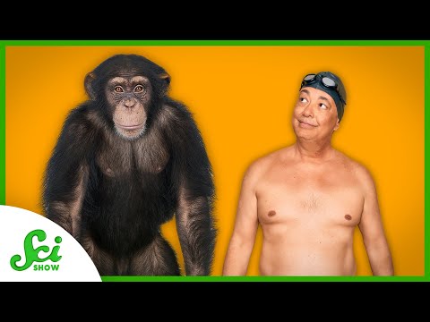 Humans and Apes Store Fat Differently… Here’s Why