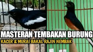 Burung Kacer Dan Murai Batu Wajib Di Masteri Dengan Suara Ini Agar Punya Tembakan Rapat