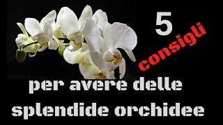 5 tips for having beautiful orchids!