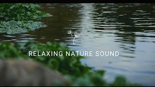 Relaxing Nature Sound Birdsong Sound Shutterbug Nerd