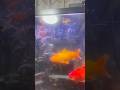MAY MGA ANAK NANAMAN ANG MGA PETFISH NI BUNINI🐟🐠