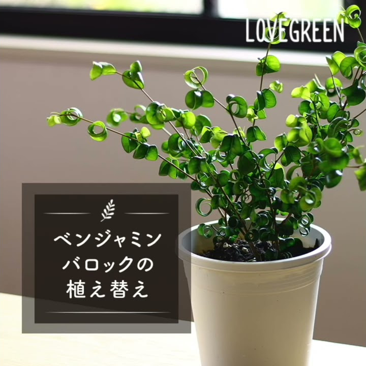 ベンジャミンバロックの植え替え Lovegreenチャンネル Youtube