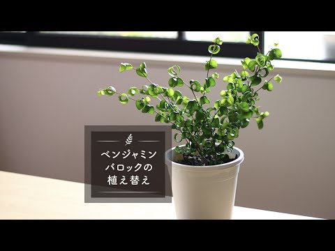 ベンジャミンバロックの植え替え Lovegreenチャンネル Youtube