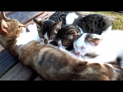Kedi yavrularını emziriyor - Kedi emzirme / Evcil Hayvan / Sevimli Kediler