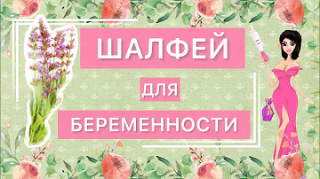 📌ШАЛФЕЙ  ДЛЯ БЕРЕМЕННОСТИ