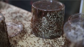 7 WAYS TO CULTIVATE KROTO FOR BEGINNERS, THE MOST COMPLETE GUIDE