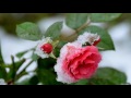 Snow On Roses