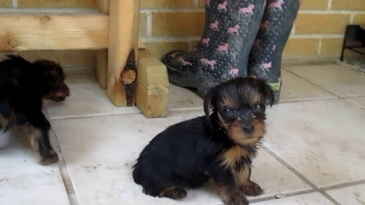 5 week old yorkie puppy