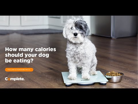 How Many Calories Should your Dog Consume? We Find Out!