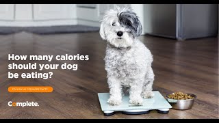 How Many Calories Should your Dog Consume? We Find Out!