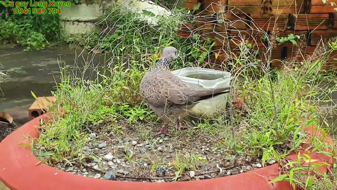 Clip 36- #Cugaylongxuyen Review Chim Việt 