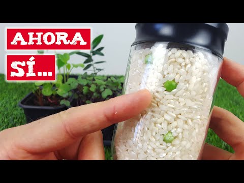 Los 8 ERRORES EVITABLES por los que NO GERMINAN tus semillas - Deja de hacerlos-