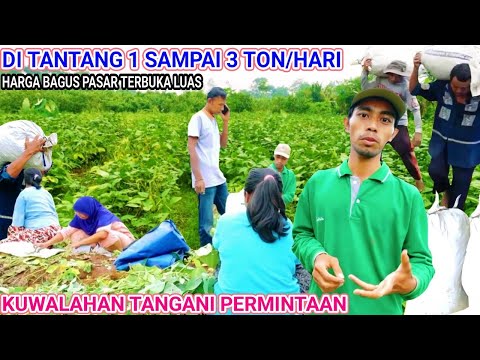 Video: Penanaman Pendamping Edamame - Pelajari Tentang Penanaman Pendamping Dengan Edamame