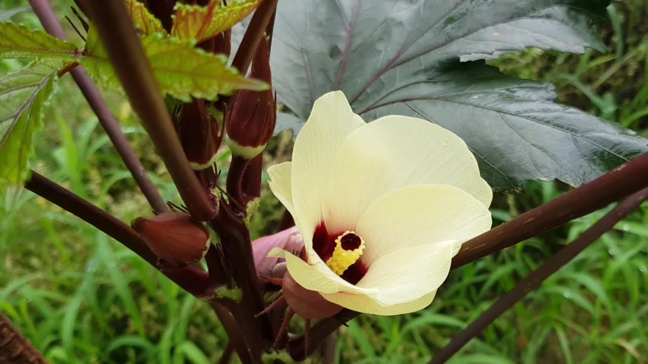 적오크라, 청오크라 Okra, Hibiscus esculentus 최애 작물 오크라 YouTube