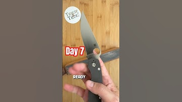 Retesting Day 7️⃣: Spyderco Military 2 S90V #triedandtrueedc #testing #spydercoknives