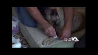 Pet Connection Extra - How To Apply A Bandage