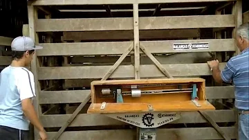 Qual o valor de uma balança de pesar gado?