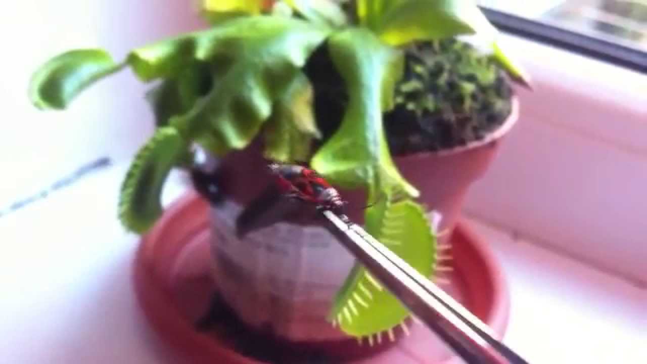 Venus Flytrap Dionaea Muscipula eating bug YouTube
